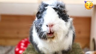 Elderly Guinea Pig Gets a Surprise