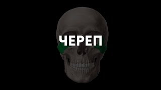 Череп человека