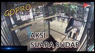 GOPRO: GAYA,LAGU KACER SUDAR