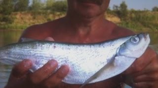 Чехонь -  приманки и методы ловли.