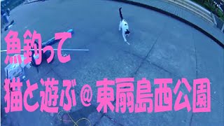 東扇島西公園でサッパとサヨリ釣って猫で遊んでました
