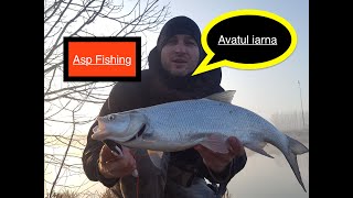 Avatul iarna. Winter asp fishing.