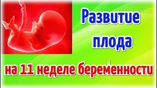 Развитие плода на 11 неделе беременности!