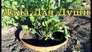 Как посадить ХРЕН, чтобы не пришлось от него избавляться?