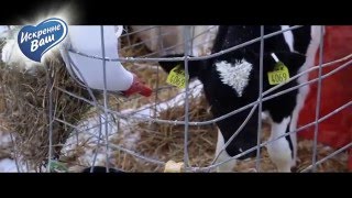 Зимняя экскурсия на молочную ферму от "Искренне Ваш"