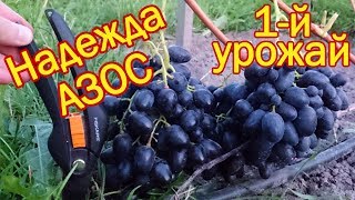 Виноград Надежда АЗОС. Виноград 2018