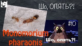 Возвращение фараона! // муравьи Monomorium pharaonis // #10