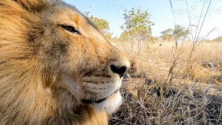 Spay Day - Part 2 | The Lion Whisperer
