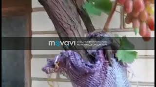 Как вывести рукава винограда на беседку (арку) 06.08.2018