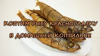 Коптим рыбу красноглазку в домашней коптильне