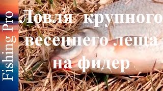 Ловля  крупного весеннего леща на фидер