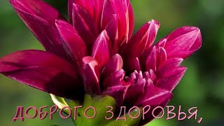 Видеопоздравление с днем рождения для жены на What`s App и Viber