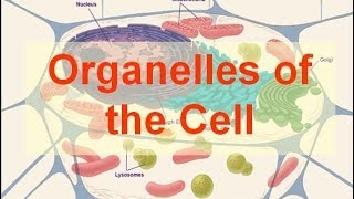 Organelles of the Cell (updated)