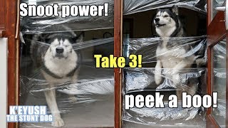 Husky VS Invisible Challenge LEVEL 3! Covered The WHOLE Doorway!