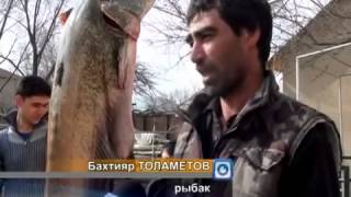 Невероятно! Гигантского сома выловили в Сырдарье
