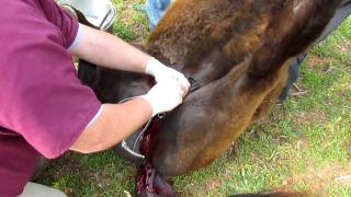 Stud colt turning into a gelding part 2