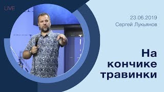 "На кончике травинки" - Сергей Лукьянов - 23.06.2019