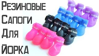 Резиновые сапожки для йоркширских терьеров и других собак.