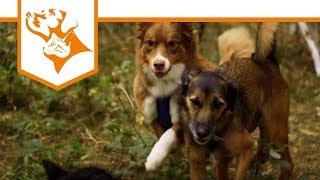 Einfach Hund Folge 1: Das sind wir! - Ernährungsberater für das Futter Deines Hundes | Vet-Concept