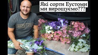 Які сорти Еустоми ми вирощуємо? / Какие сорта эустома мы выращиваем?