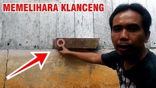 Eksperimen Lebah Klanceng - Mengembangkan Koloni yang Bersarang di Celah Rumah