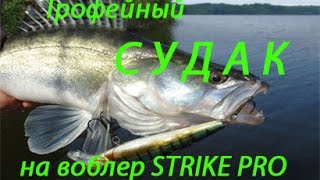 Судак. Рыбалка на судака Трофейный судак Лен. область ( Trophy Walleye)
