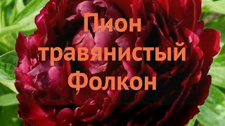 Пион травянистый Фолкон (paeonia folkon) ? пион Фолкон обзор: как сажать луковицы пиона Фолкон