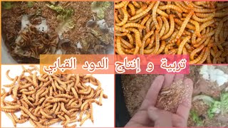 أسهل طريقة لانتاج الدود القبابي مع الأخ حسين #هواةوعشاقالطيور