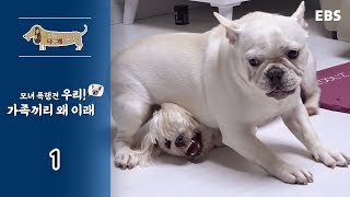 세상에 나쁜 개는 없다 - 모녀 폭행견 우리! 가족끼리 왜 이래_#001
