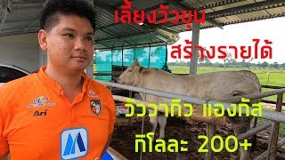เลี้ยงวัวขุนสร้างรายได้ กิโลละ 200+  วัววากิว แองกัส ชาร์โลเลห์  เลี้ยงง่ายๆวันละ 2 ชั่วโมง
