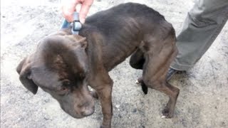 This year's list of cases of cruelty towards animals one of worst ever compiled – SPCA
