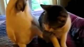 Попугай учит кота разговаривать  Это смешно!