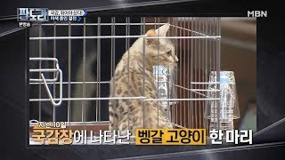 국감장의 이색 증인 열전(벵갈 고양이, 선동열 감독, 백종원)[판도라 87회]