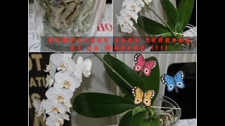 Mon orchidée rempotée sans terreau et ça marche
