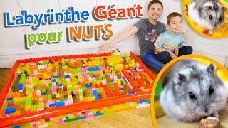 LABYRINTHE GÉANT EN LEGO POUR NOTRE HAMSTER ?