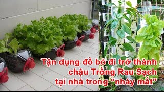 Tận dụng đồ bỏ đi trở thành chậu Trồng Rau Sạch tại nhà trong “nháy mắt”
