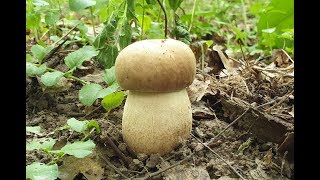 ДОЖДЕЙ НЕТ - ГРИБЫ ЕСТЬ ! Урожайный день ! Грибы 2019 !