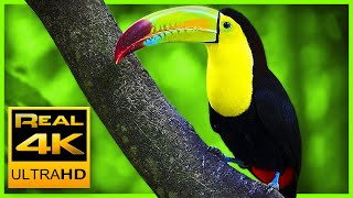 Breathtaking Colors of Nature in 4K III ?Beautiful Nature - Sleep Relax Music 4K UHD TV Screensaver
