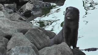 Mink Elfchen