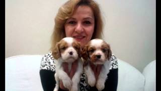 SATILIK Cavalier King Charles yavrularım. 05350642911