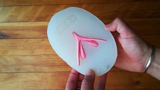 Silicone vulva with removable clitoris