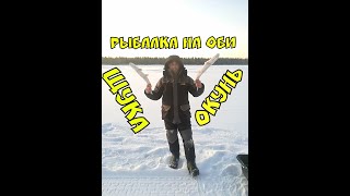 ОКУНЬ VS ЩУКА .Рыбалка на балансир (обь 2019)