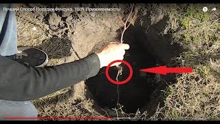 Лучший Способ Посадки Фундука. 100% Приживаемость!