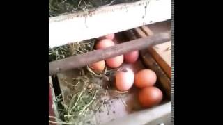 Гнездо для кур с яйцесборником. Своими руками.