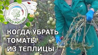 Сплошная уборка томата в теплице. Когда убрать помидоры из теплицы.