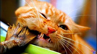 КОТ Борзель висел за окном на сетке со смерзшимся уловом – висел и жрал