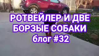 РОТВЕЙЛЕР ВСТРЕТИЛ БОРЗЫХ СОБАК.Блог#32