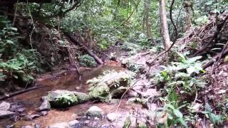 Natural Creek Deep in the Gunung Leuser Jungle, Sumatra Island, Indonesia
