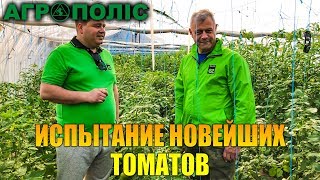 Испытание новейших томатов от Enza Zaden