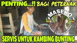 SERVIS EKSTRA KAMBING HAMIL||bagaimana merawat kambing hamil?
